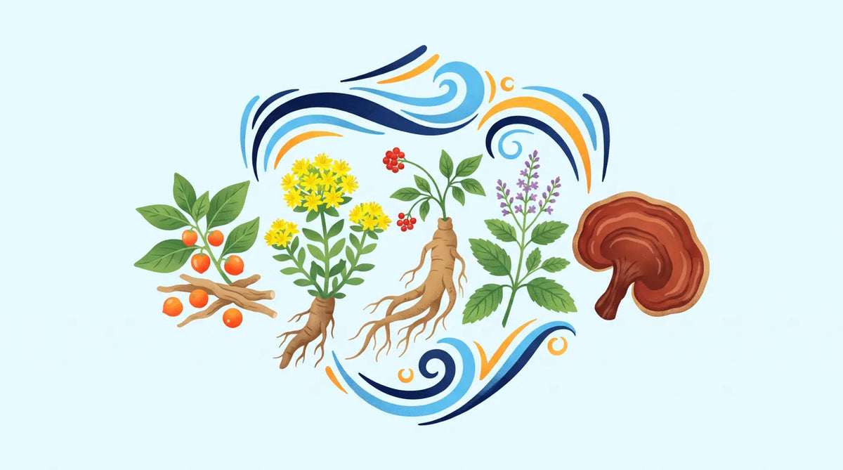Illustration : plantes adaptogènes (ashwagandha, rhodiola, ginseng)