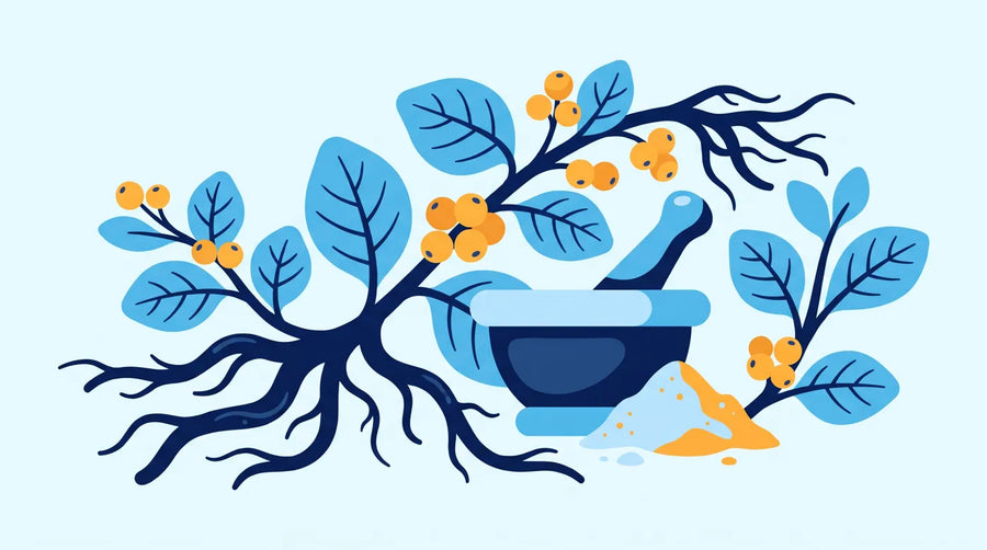 Illustration : la plante ashwagandha, ses racines et ses baies
