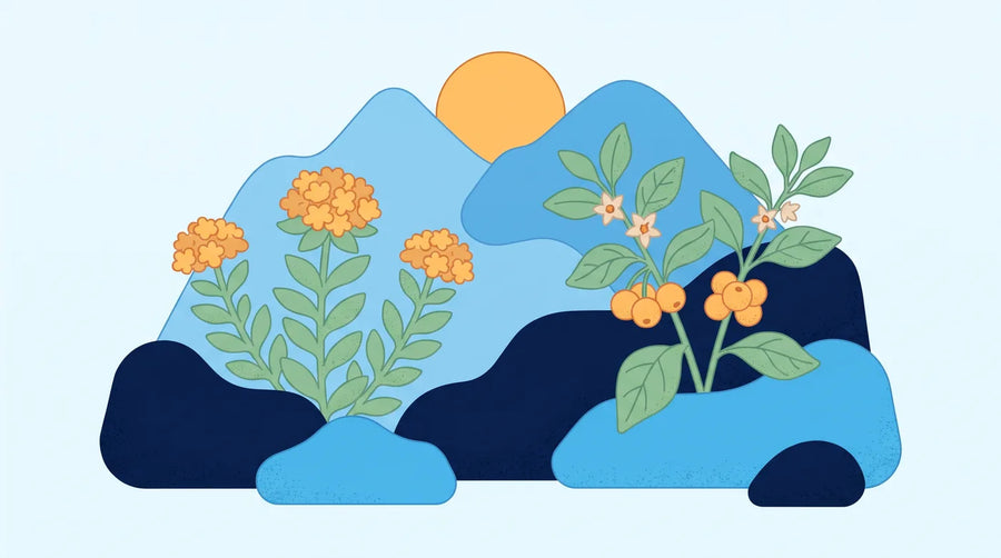 Illustration : plante de rhodiola en montagne et plant d'ashwagandha